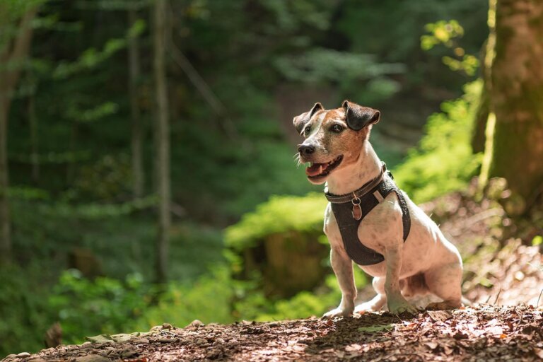 arnés para perros