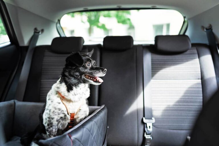 asiento de coche para perros