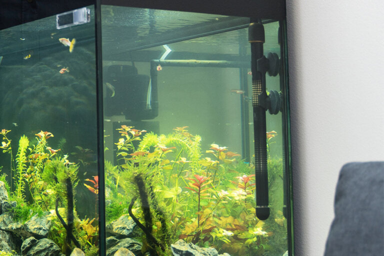 calentador de acuario