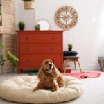 cama para perro