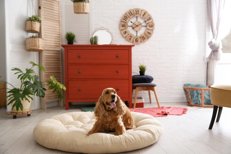 cama para perro