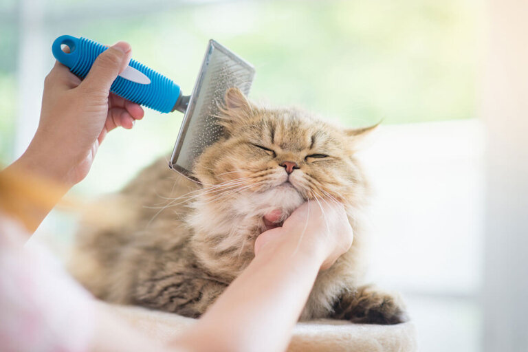 cepillo para gatos