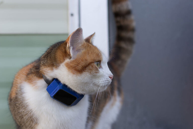 collar GPS para gatos