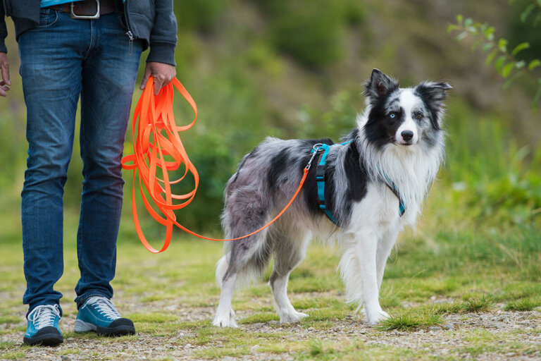 correa de adiestramiento para perros