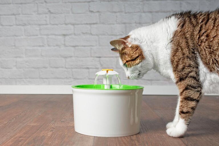 fuente para gatos