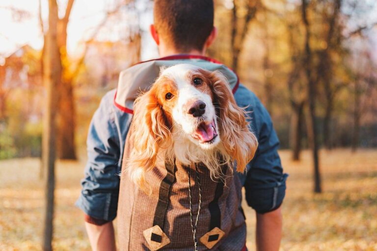 mochila para perros