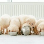 pienso para cachorros