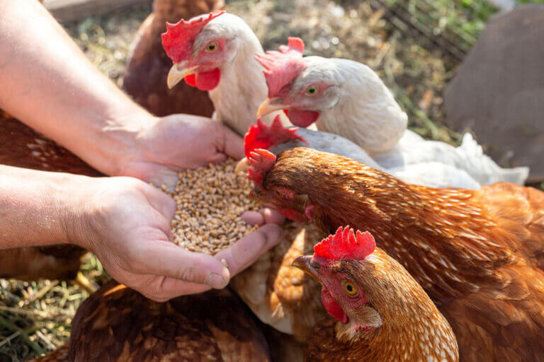 pienso para gallinas