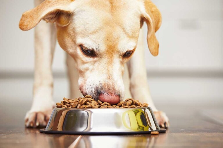 pienso para perros