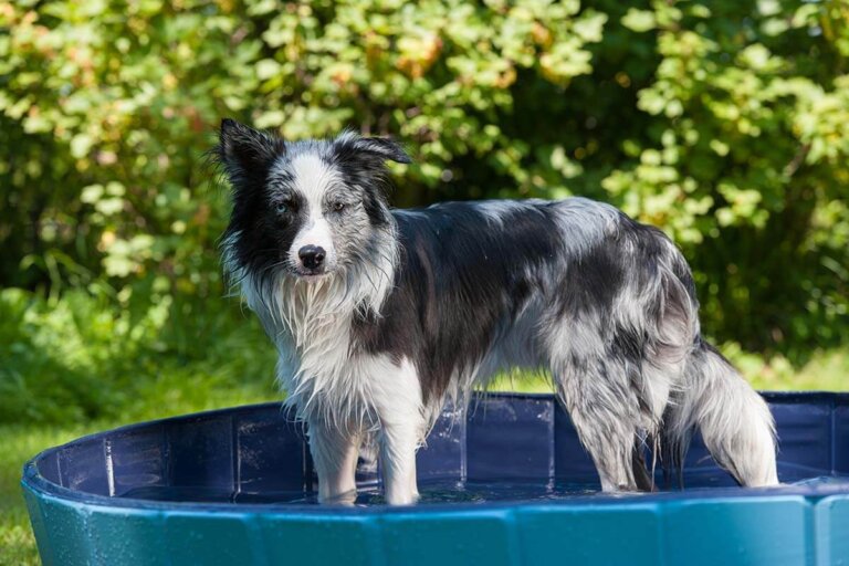 piscina para perros
