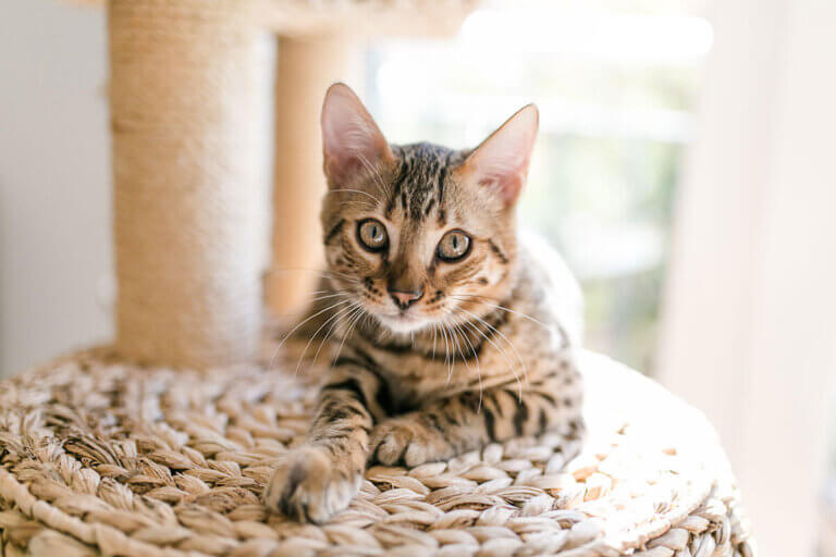 rascador para gatos