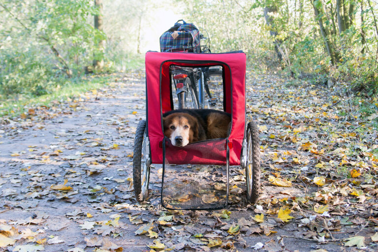 remolque para bicicleta para perros