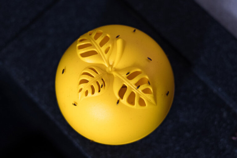 trampa para moscas de la fruta