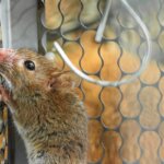 trampa para ratas