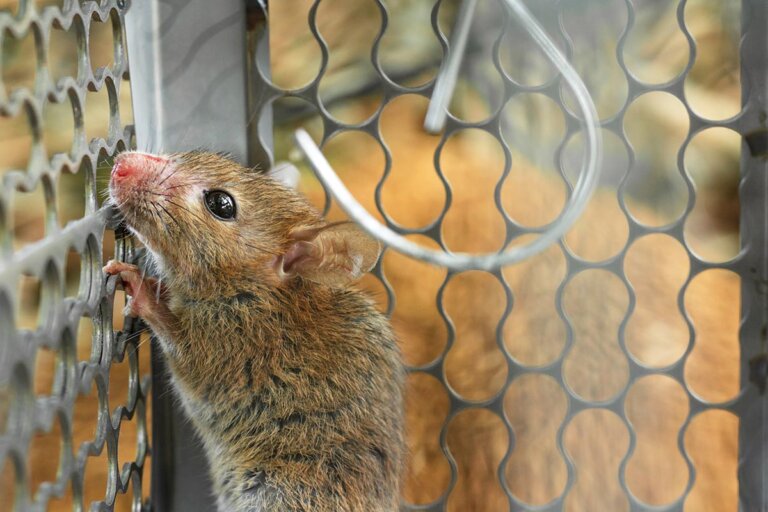 trampa para ratas