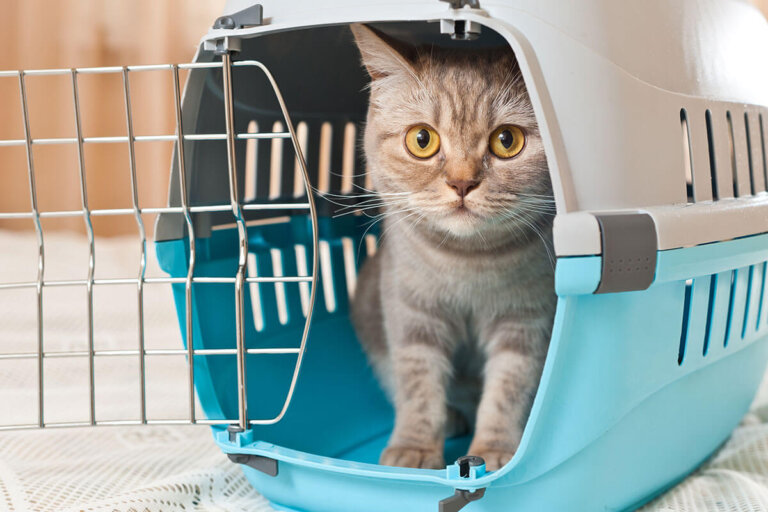 transportín para gatos