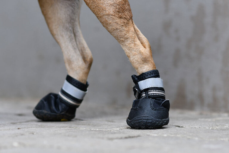 zapato para perros